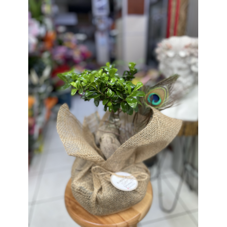 BONSAI Ağaç örgü gövde tropik
